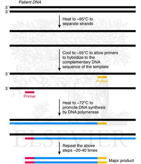 Watermarked preview of unlabeled image: Principle of the PCR amplification of a DNA sequence
