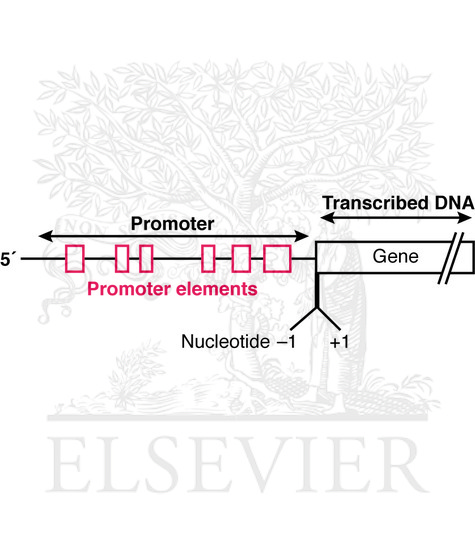 The promoter upstream of a gene