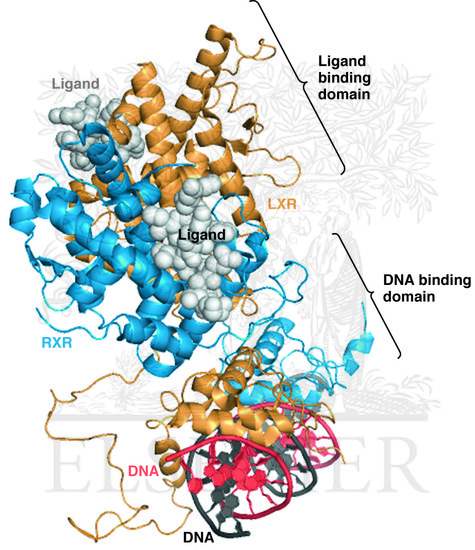 Watermarked preview of unlabeled image: The structure of the liver X receptor-retinoid X receptor transcription factor bound to DNA