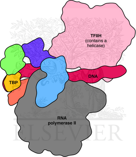 Watermarked preview of unlabeled image: Model of general transcription factors that are part of a preinitiation complex