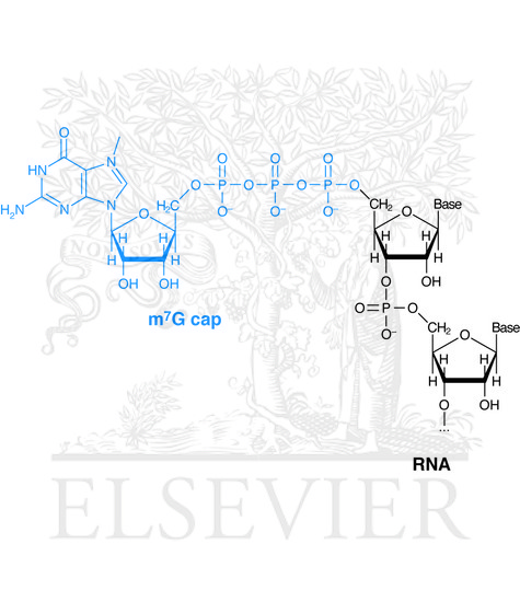 Capping of RNA with methylated guanosine triphosphate