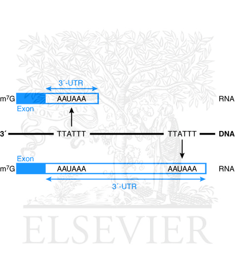 Watermarked preview of unlabeled image: Use of an upstream poly(A) site leads to termination of transcription and a shortened 3′-UTR
