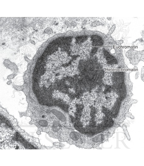 Euchromatin and heterochromatin in the nucleus of a lymphocyte as seen by transmission electron microscopy
