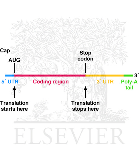 Watermarked preview of unlabeled image: Structure of a typical mRNA