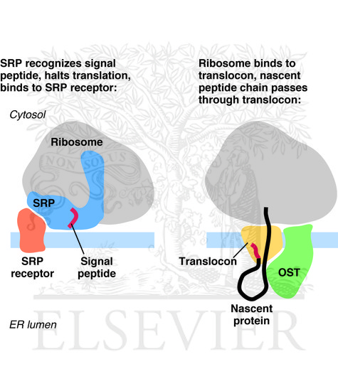 Transfer of a growing peptide chain into the endoplasmic reticulum
