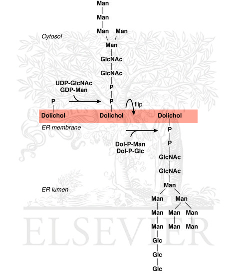 Watermarked preview of unlabeled image: N-glycosylation of the asparagine side chain of a protein