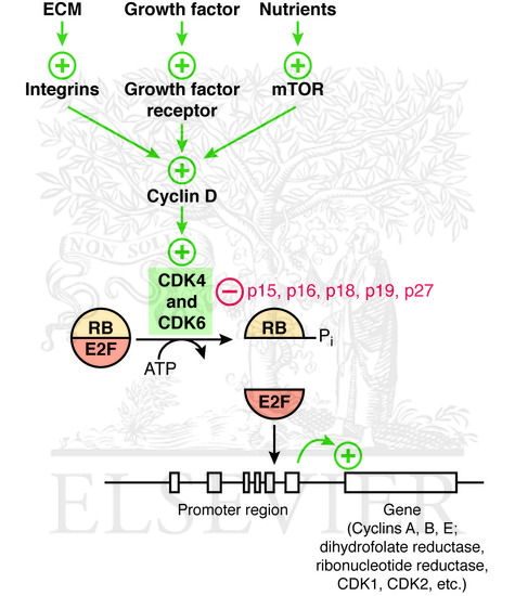 Phosphorylation of RB by CDKs releases the transcription factor E2F