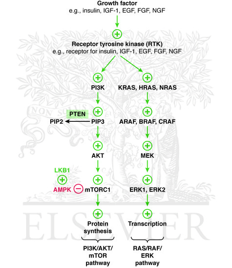 Growth factor signaling