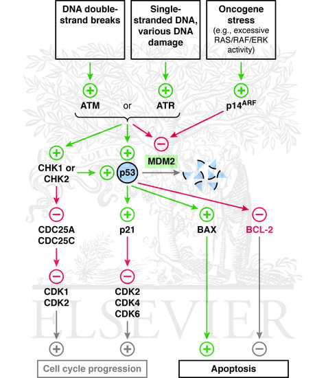 DNA damage and the p53 pathway