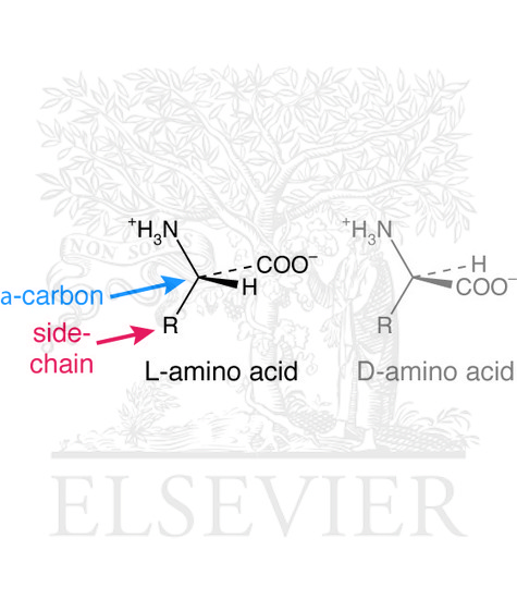 L- and D-amino acids