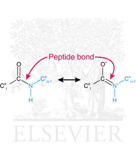 Watermarked preview of unlabeled image: The nature of the peptide bond