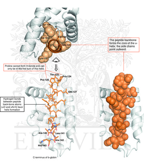 Watermarked preview of unlabeled image: Conformation of an -helix in human -globin