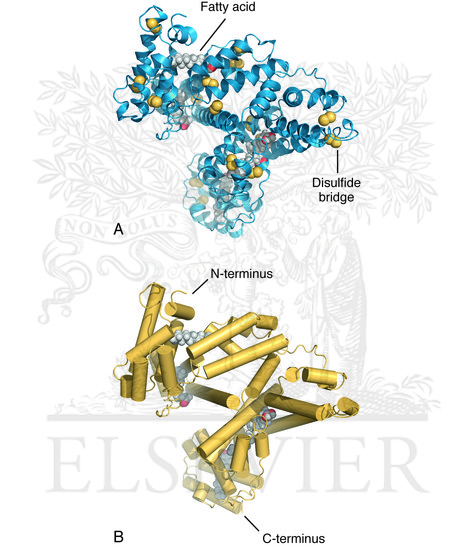 Cartoons of human serum albumin complexed to fatty acids