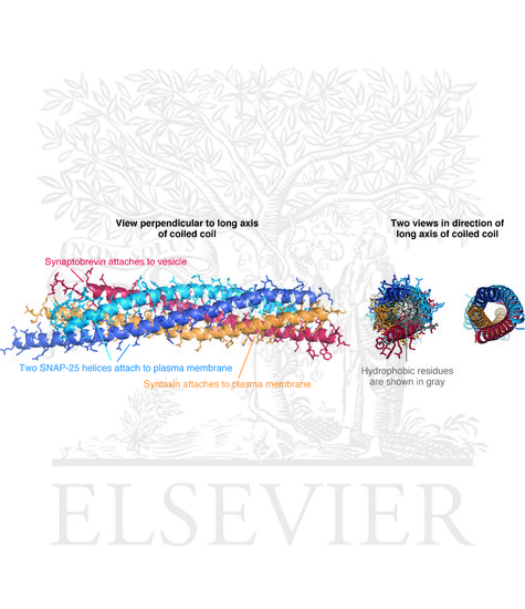 Watermarked preview of unlabeled image: SNARE proteins can form a coiled coil