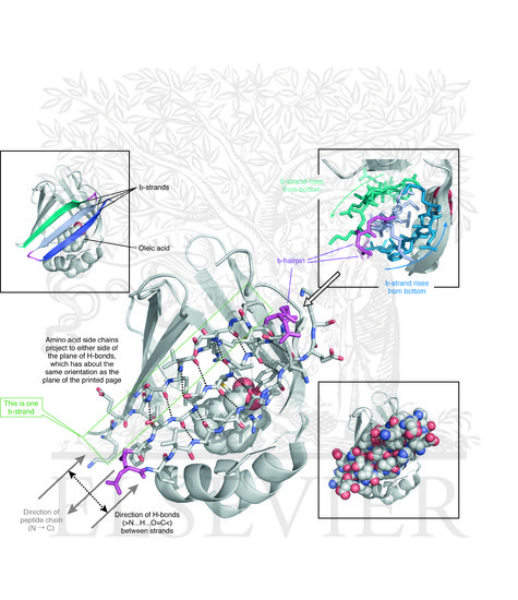 Model of the crystal structure of human brain fatty acid binding protein in complex with oleic acid