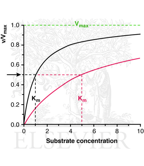 Activity of two different enzymes as a function of substrate concentration and as predicted by the Michaelis-Menten equation