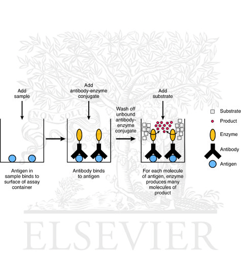 Basic Principle Of The Enzyme Linked Immunosorbent Assay Elisa