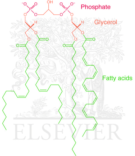 The structure of a cardiolipin