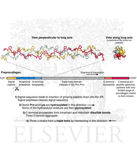 Overview of the processing of a fibrillar preprocollagen in the endoplasmic reticulum