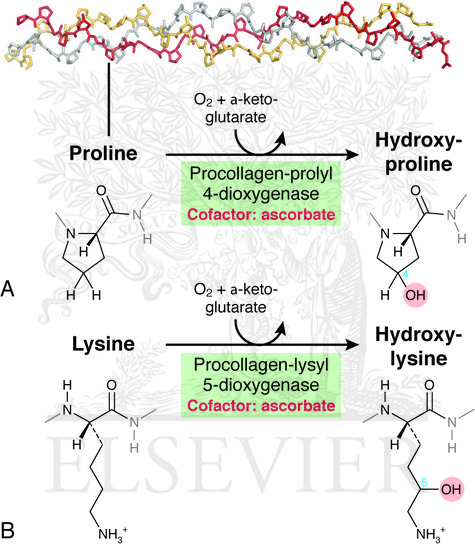 Posttranslational formation of hydroxyproline and hydroxylysine in procollagen