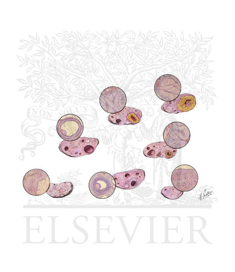 Ovarian Cycle