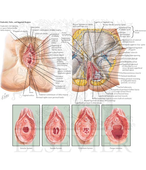 External Genitalia