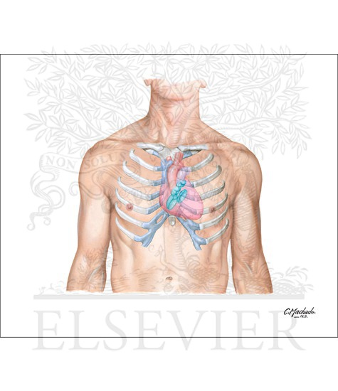 Auscultation of cardiac regions