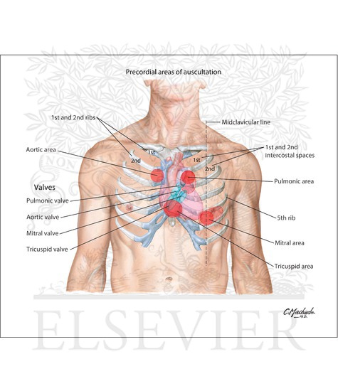 Precordial areas of auscultation