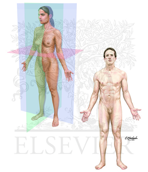 Body Planes and Terms of Relationship