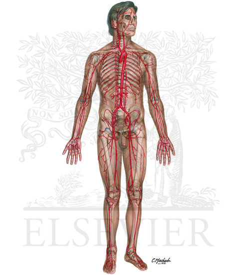 Major Arteries and Pulse Points