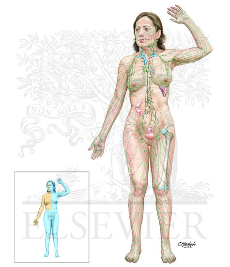Watermarked preview of unlabeled image: Overview of the Lymphatic System
