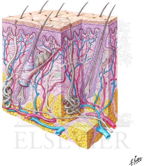 Cross Section of Skin