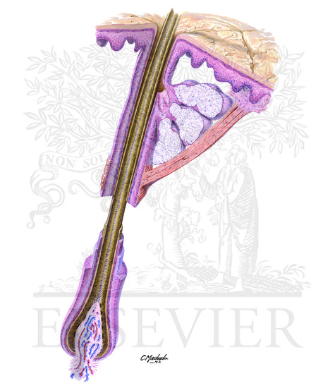 Watermarked preview of unlabeled image: Pilosebaceous Unit 