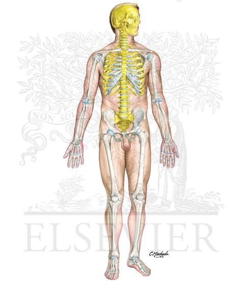 Skeletal System: Axial and Appendicular Skeleton