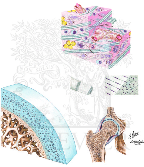 Watermarked preview of unlabeled image: Joints: Connective Tissues and Articular Cartilage 