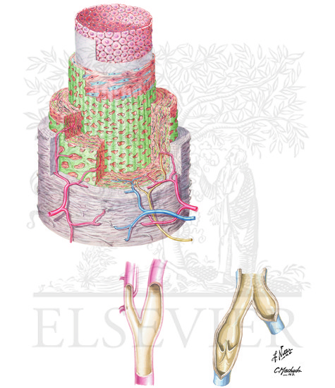 Arterial Wall 