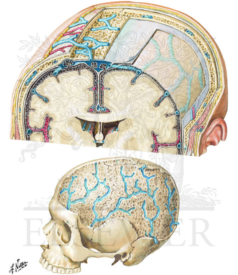 Meninges and Diploic Veins