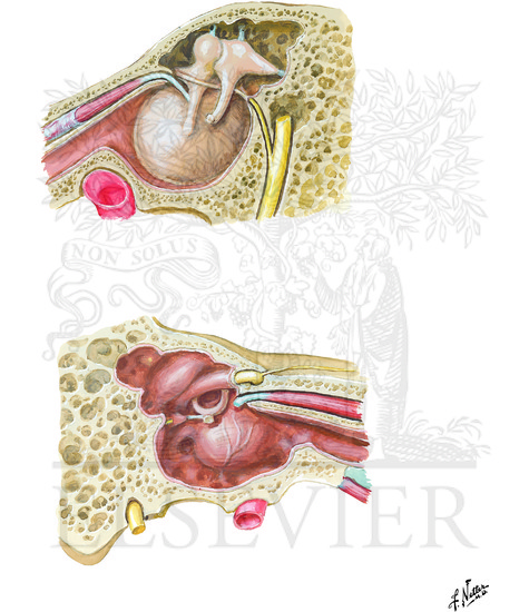 Tympanic Cavity