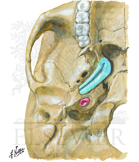 Auditory Tube (Eustachian) 