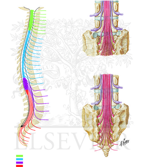Relation of Spinal Nerve Roots to Vertebrae