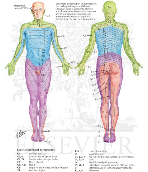 Dermatomes