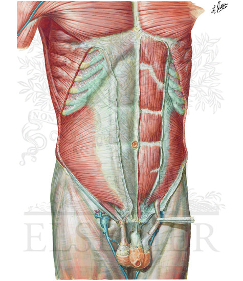 Watermarked preview of unlabeled image: Anterior Abdominal Wall: Intermediate Dissection