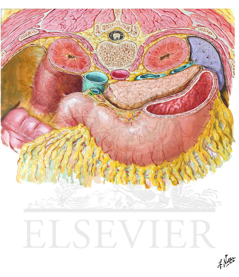 Watermarked preview of unlabeled image: Omental Bursa: Cross Section