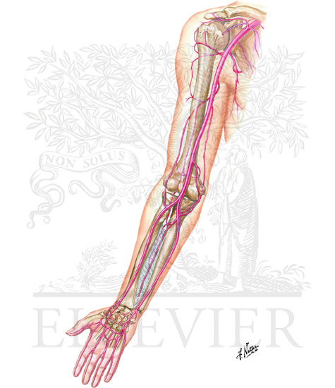 Arteries of Arm and Proximal Forearm