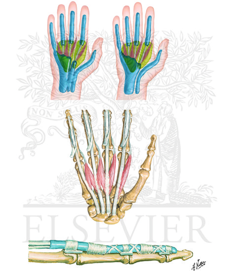 Lumbrical Muscles and Bursae, Spaces, and Sheaths: Schema