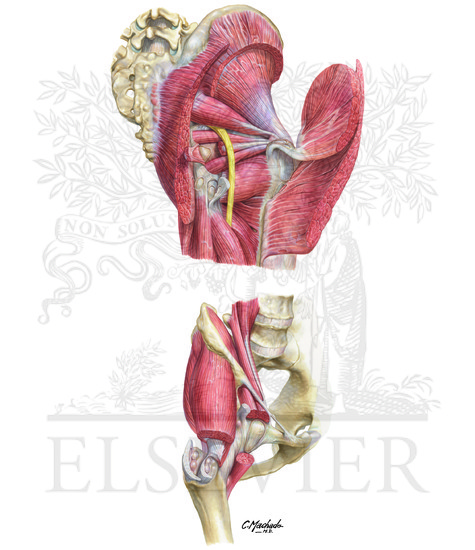 Watermarked preview of unlabeled image: Hip Bursa: Posterior and Anteriolateral Views