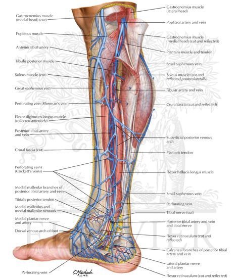 Venous Drainage Of Leg