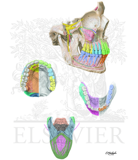 Afferent Innervation of Oral Cavity and Tongue