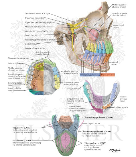 Afferent Innervation of Oral Cavity and Tongue