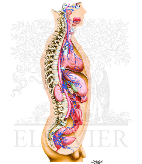 Parasympathetic Nervous System: General Topography